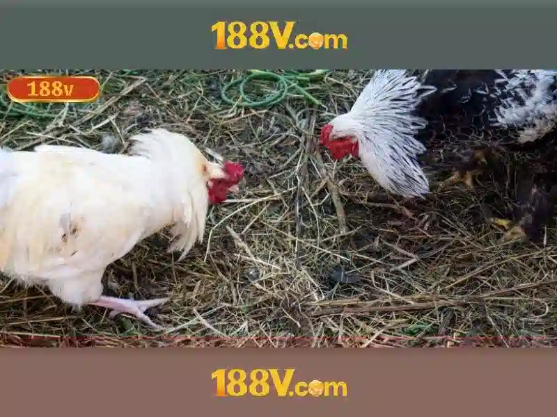 Ưu Đãi 188v Nhà Cái